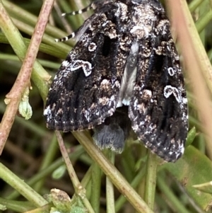 Ectopatria horologa at Jerrabomberra, NSW - 27 Feb 2022