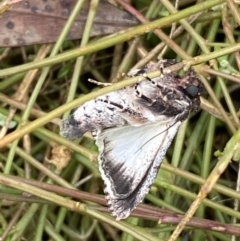 Ectopatria horologa at Jerrabomberra, NSW - 27 Feb 2022