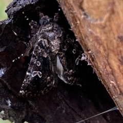 Ectopatria horologa at Jerrabomberra, NSW - 27 Feb 2022