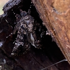 Ectopatria horologa at Jerrabomberra, NSW - 27 Feb 2022