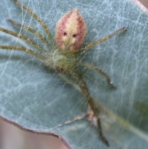 Neosparassus sp. (genus) at QPRC LGA - 27 Feb 2022