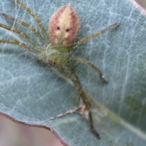 Neosparassus sp. (genus) at QPRC LGA - 27 Feb 2022