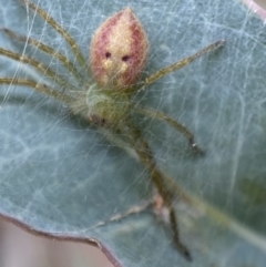 Neosparassus sp. (genus) at QPRC LGA - 27 Feb 2022