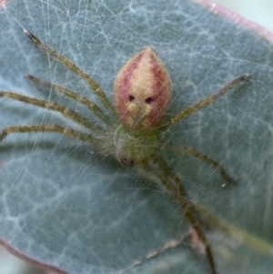 Neosparassus sp. (genus) at QPRC LGA - 27 Feb 2022