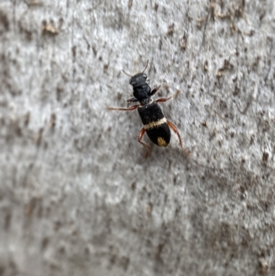 Lemidia accincta (Clerid beetle) at Jerrabomberra, NSW - 27 Feb 2022 by Steve_Bok