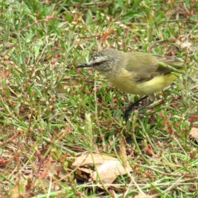 Acanthiza chrysorrhoa (Yellow-rumped Thornbill) at Wamboin, NSW - 27 Feb 2022 by TomW