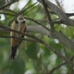 Acanthorhynchus tenuirostris (Eastern Spinebill) at Wamboin, NSW - 27 Feb 2022 by BenW