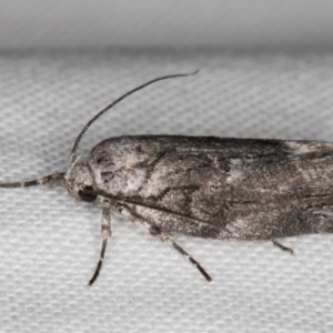 Illidgea epigramma at Melba, ACT - 1 Jan 2022