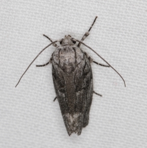 Illidgea epigramma at Melba, ACT - 1 Jan 2022 11:26 PM