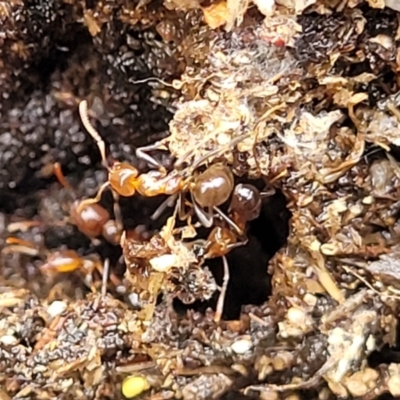 Papyrius sp. (genus) (A Coconut Ant) at Denman Prospect 2 Estate Deferred Area (Block 12) - 26 Feb 2022 by tpreston
