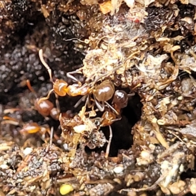 Papyrius sp. (genus) (A Coconut Ant) at Molonglo Valley, ACT - 27 Feb 2022 by trevorpreston
