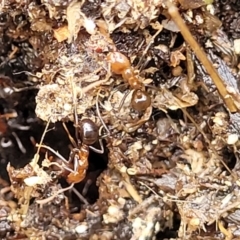 Papyrius sp. (genus) at Molonglo Valley, ACT - suppressed