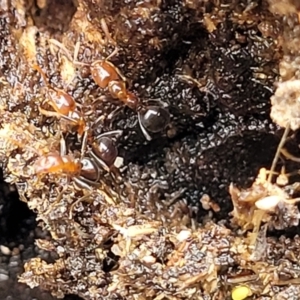 Papyrius sp. (genus) at Molonglo Valley, ACT - suppressed