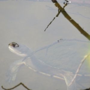 Chelodina longicollis at Curtin, ACT - 30 Dec 2018 05:14 PM