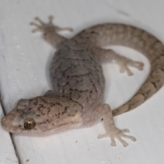 Christinus marmoratus (Southern Marbled Gecko) at Melba, ACT - 1 Jan 2022 by kasiaaus