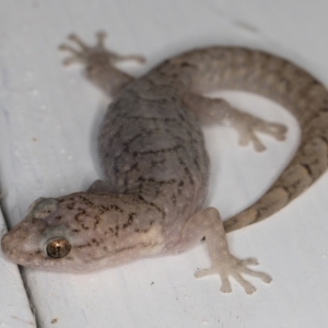 Christinus marmoratus at Melba, ACT - 1 Jan 2022