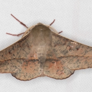 Antictenia punctunculus at Melba, ACT - 1 Jan 2022