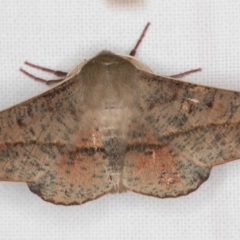 Antictenia punctunculus at Melba, ACT - 1 Jan 2022