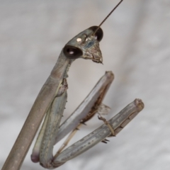 Mantidae (family) adult or nymph at Melba, ACT - 1 Jan 2022 by kasiaaus