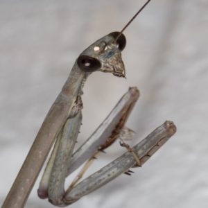 Mantidae (family) adult or nymph at Melba, ACT - 1 Jan 2022 11:21 PM