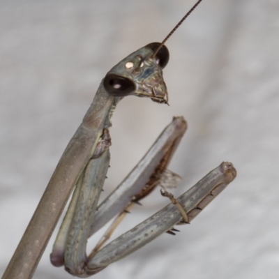 Archimantis latistyla at Melba, ACT - 1 Jan 2022 by kasiaaus