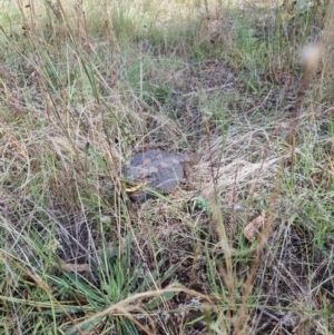 Pogona barbata at O'Connor, ACT - suppressed