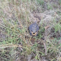 Pogona barbata at O'Connor, ACT - suppressed
