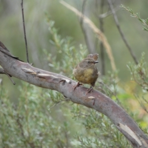 Sericornis frontalis at Jerrabomberra, NSW - 27 Feb 2022