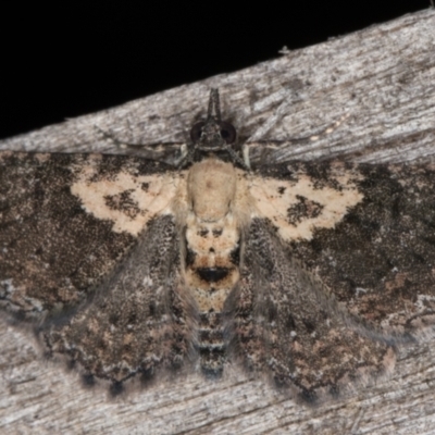 Pasiphilodes testulata (Pome looper) at Melba, ACT - 1 Jan 2022 by kasiaaus