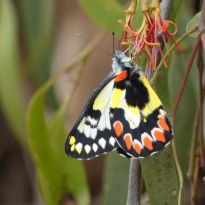 Delias aganippe (Spotted Jezebel) at Jerrabomberra, NSW - 27 Feb 2022 by Steve_Bok