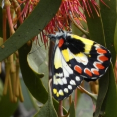 Delias aganippe at Jerrabomberra, NSW - 27 Feb 2022 11:38 AM