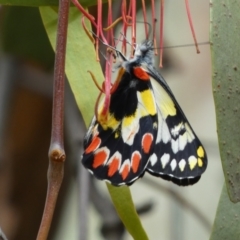 Delias aganippe at Jerrabomberra, NSW - 27 Feb 2022 11:38 AM