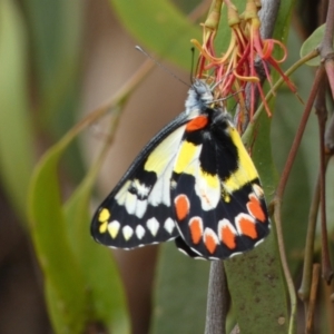 Delias aganippe at Jerrabomberra, NSW - 27 Feb 2022 11:38 AM