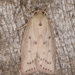 Heliocausta undescribed species (A Concealer moth (Wingia group)) at Melba, ACT - 1 Jan 2022 by kasiaaus
