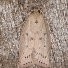 Heliocausta undescribed species (A concealer moth) at Melba, ACT - 1 Jan 2022 by kasiaaus