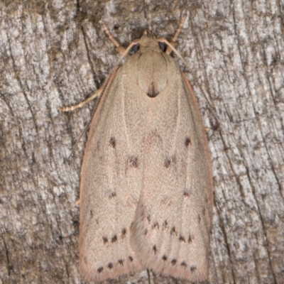 Heliocausta undescribed species (A Concealer moth (Wingia group)) at Melba, ACT - 1 Jan 2022 by kasiaaus