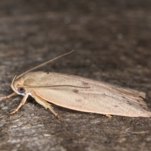 Heliocausta undescribed species at Melba, ACT - 1 Jan 2022