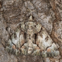 Aeolochroma metarhodata (Tea-tree Emerald (Geometrinae)) at Melba, ACT - 1 Jan 2022 by kasiaaus