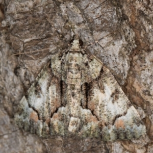 Aeolochroma metarhodata at Melba, ACT - 1 Jan 2022