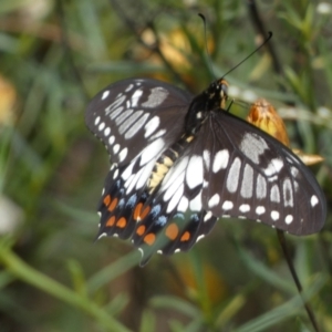 Papilio anactus at Jerrabomberra, NSW - 27 Feb 2022 12:02 PM