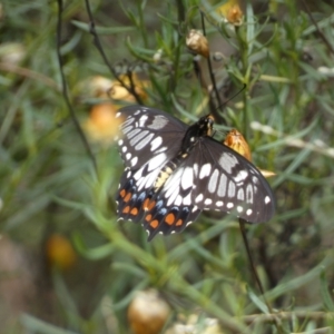 Papilio anactus at Jerrabomberra, NSW - 27 Feb 2022 12:02 PM