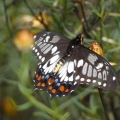 Papilio anactus at Jerrabomberra, NSW - 27 Feb 2022 12:02 PM