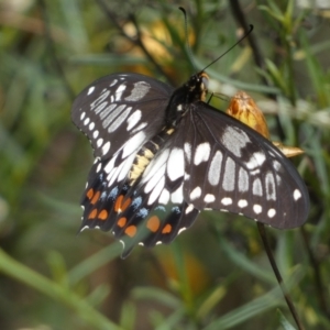 Papilio anactus at Jerrabomberra, NSW - 27 Feb 2022 12:02 PM