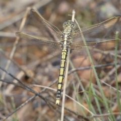 Orthetrum caledonicum (Blue Skimmer) at Jerrabomberra, NSW - 27 Feb 2022 by Steve_Bok