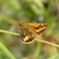 Ocybadistes walkeri (Green Grass-dart) at Jerrabomberra, NSW - 27 Feb 2022 by Steve_Bok