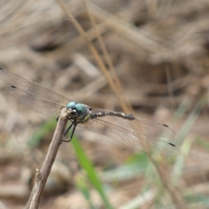 Parasynthemis regina at Mount Jerrabomberra - 27 Feb 2022