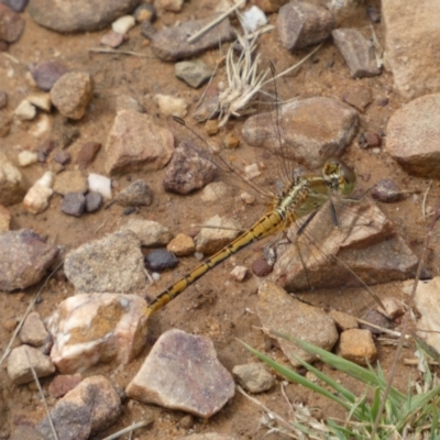 Diplacodes bipunctata (Wandering Percher) at Mount Jerrabomberra - 27 Feb 2022 by SteveBorkowskis