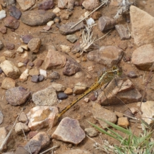 Diplacodes bipunctata at Jerrabomberra, NSW - 27 Feb 2022