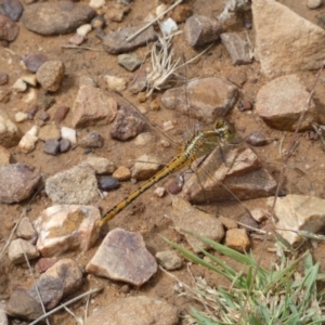 Diplacodes bipunctata at Jerrabomberra, NSW - 27 Feb 2022