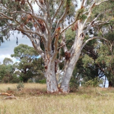 Eucalyptus rossii (Inland Scribbly Gum) at The Pinnacle - 27 Feb 2022 by sangio7